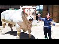 The biggest bulls of chianina breed in the world  worlds biggest cattle breed