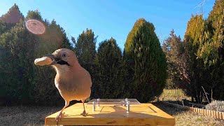 Frusztráló feladat & 🎶🎶🎶 2024. febr. 3. by BirdTV Balaton 172 views 3 months ago 1 minute, 41 seconds