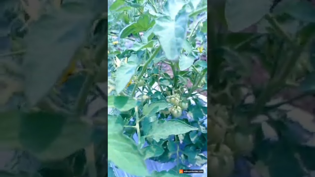 Tomato plant  - Solanum lycopersicum