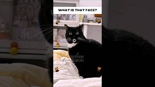 These Cats Have The Funniest Faces 😂🐱 #funnycats #catsoftiktok #shorts