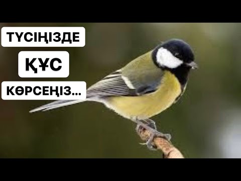 Бейне: Құс еті сөзі нені білдіреді?