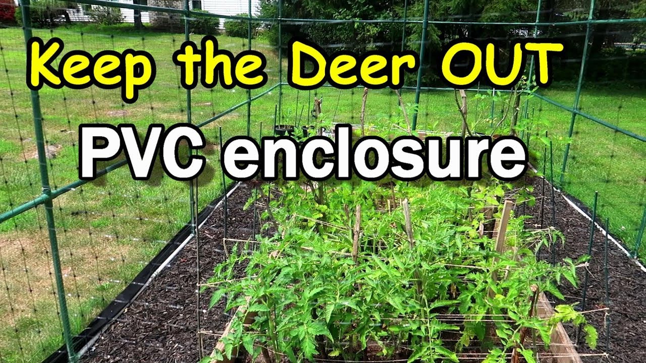 Pvc Fencing To Keep The Deer Out Of Our Raised Garden Bed Youtube