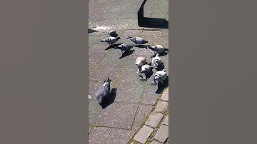 Surah-At-Tin | سورة التين | #foodideasimpleeasy #alquran #quran