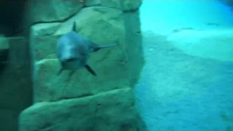 Harbor Porpoise playing