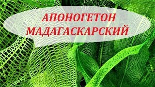Апоногетон Мадагаскарский сетчатый увирандра. Содержание, размножение. Аквариумные растения. Апоногетон Мадагаскарский сетчатый увирандра. Содержание, размножение. Аквариумные растения.