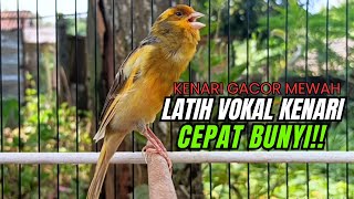 Download Lagu Pancingan Kenari GACOR Mewah panjang Masteran Kenari PAUD \u0026 agar Kenari diam agar bunyi \u0026 gacor MP3 Download Lagu Pancingan Kenari GACOR Mewah panjang Masteran Kenari PAUD \u0026 agar Kenari diam agar bunyi \u0026 gacor MP3