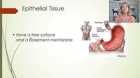Tissues - lecture 1 (and orientation to lab resources)