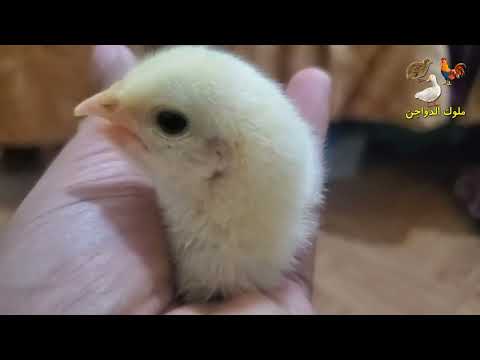 صوت الكتكوت الحقيقي بدون مؤثرات 