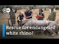 Researchers achieve milestone in efforts to save rare rhino species | DW News