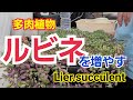 【多肉植物】ルビーネックレスを増やす‼️