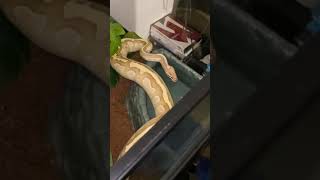 Ball python sneezing