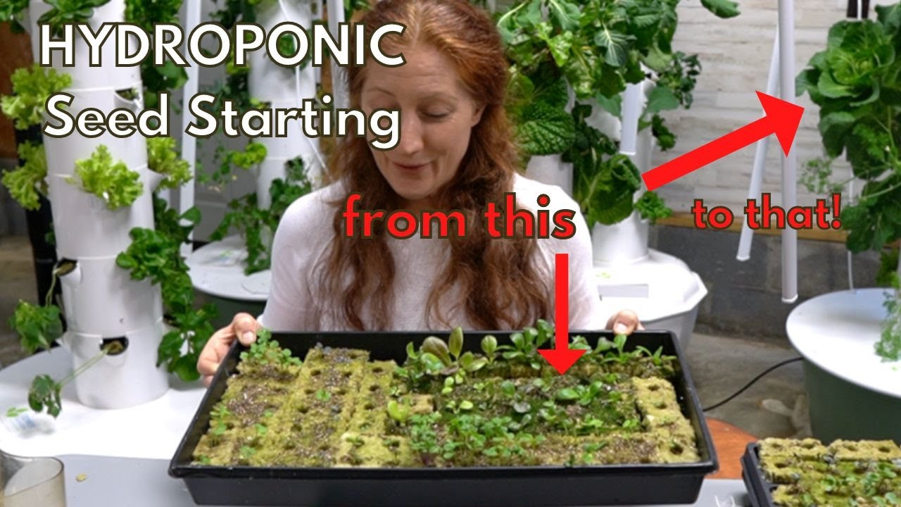 Hydroponic seed starting. Starting seeds in rockwool. YouTube