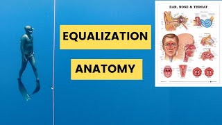 EVERY Freediver MUST Know: Equalization Anatomy For Freediving