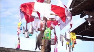 kucing panjat pinang merayakan kemenangan presiden pecinta kucing indonesia.