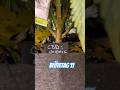 Blütetag 11 #420 #growth #homegrown #plants