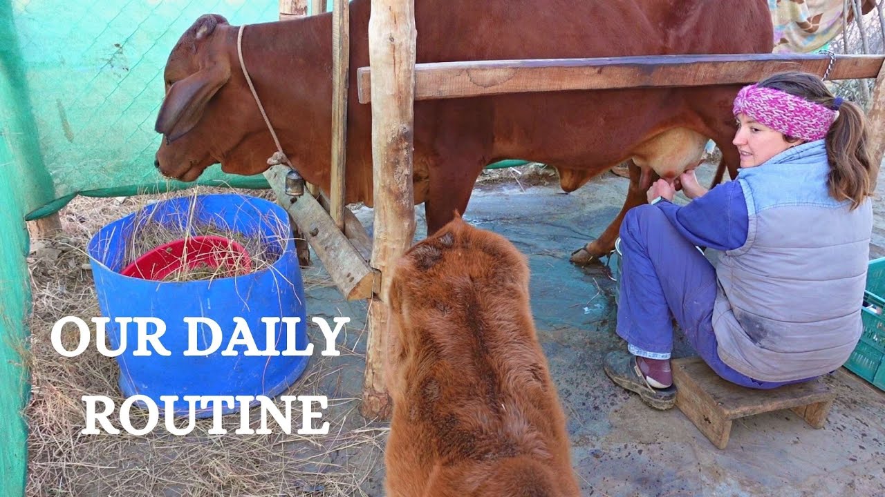 Daily routine, new calf and struggles at a small Himalayan farm | Farm Diary 1 | Self-sufficiency