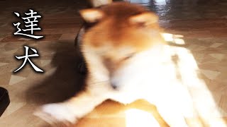 ボール遊び道を極めた柴犬(5歳・八段)