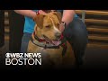 70-pound lap dog Totty and bouncy pup Tigger up for adoption
