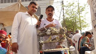 Birds Market Lalukhet Sunday Video Latest Update 27-2-22 By Sohail Ahmed TV in Urdu\/Hindi.