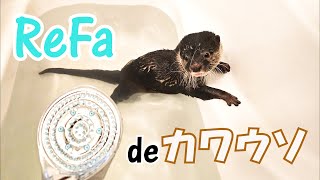 カワウソはReFaのシャワーヘッドにどんな反応をする？ by Otter桜サクチャンネル 581 views 7 months ago 5 minutes, 41 seconds