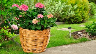 Гортензия в саду - фото цветов гортензии