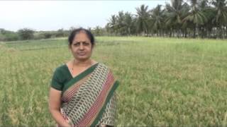 Bengal Gram Cultivation
