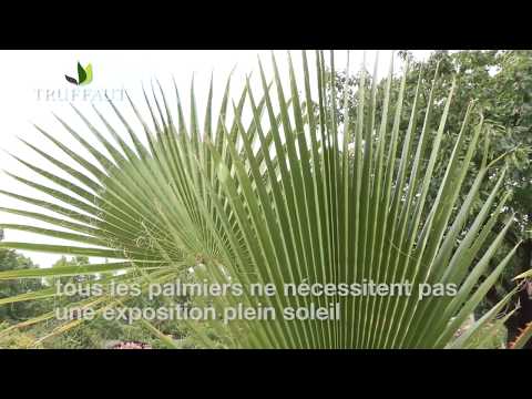 Vidéo: Quel type de palmiers poussent en Floride ?