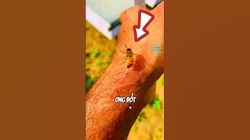 Phải làm gì nếu bị ong đốt | #bientrithuc