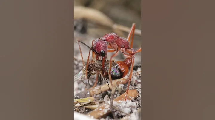 Australian Bull Ants - DayDayNews