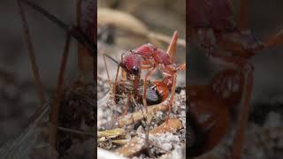 Australian Bull Ants