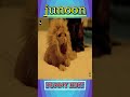 junoon k tiger ka hamla🐯😁junoon #rahulroy #poojabhatt #roast #comedy #funny #review #shorts #hunter