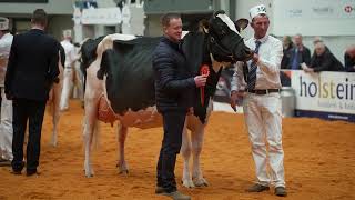 Mrs Melody from Cairnpat Holsteins wins 5yr Old Class at 2023 UK Dairy Expo.Judge - Nathan Thomas