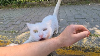 The White Cat that looks cute at first then turns Wild.