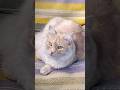 МОЯ ЛЮБОВЬ КОТ БЕЛЯШ КОЛБАС #cat #котики
