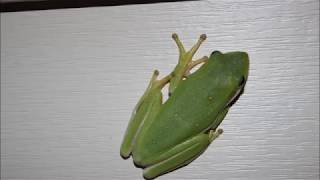 ✿✿✿США. Зеленая лягушка/Green frog in USA ✿✿✿США. Зеленая лягушка/Green frog in USA