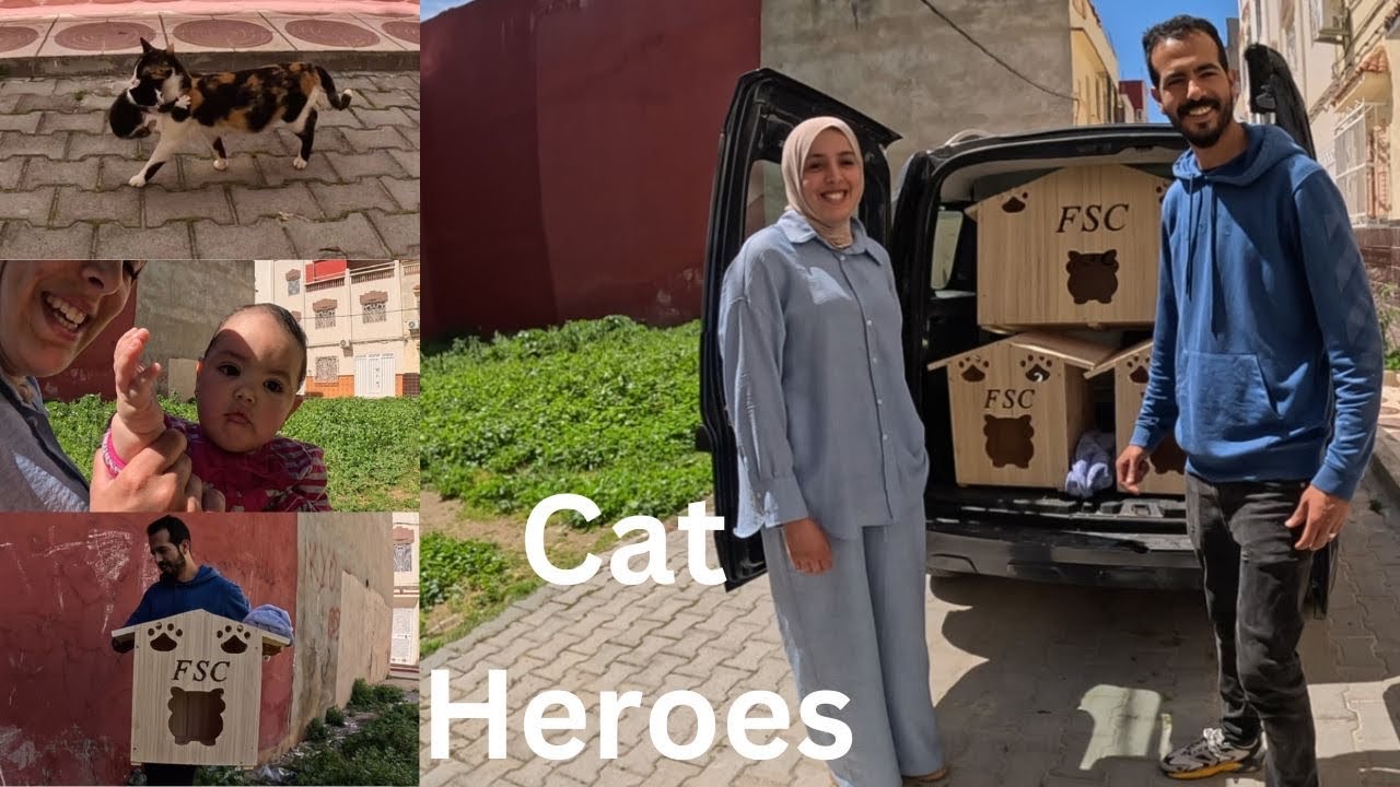 Коты-герои стараются раздать всем бездомным кошкам побольше деревянных домиков.
