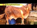 Pure sahiwal cow for sale  gupta dairy farm karnal haryana