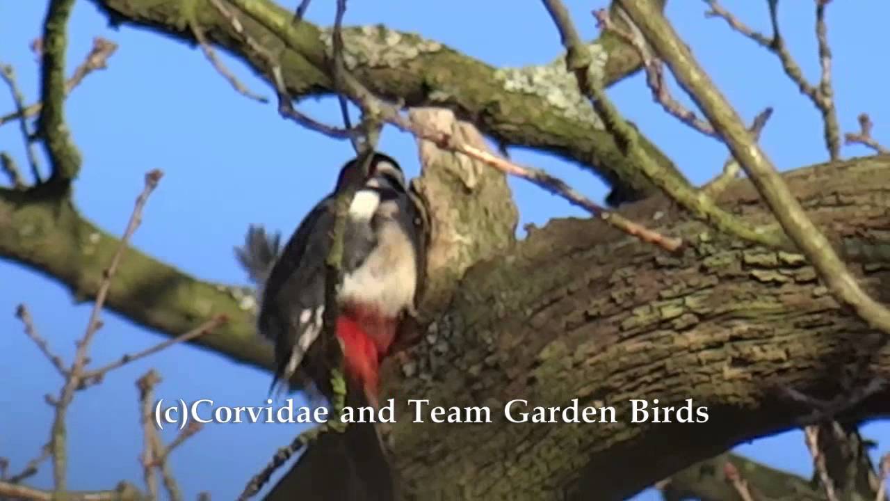 Great Spotted Woodpecker Drumming - YouTube