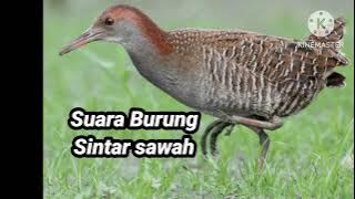 suara burung siantar sawah
