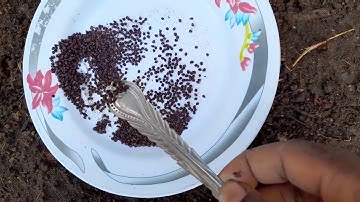 How to plant SPRING ONIONS (SCALLIONS)Bunching Spring Onion Bed Method GUIDE grow Scallions at home