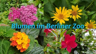 Blumen Im Zoologischen Garten Berlin