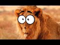 اسماعيل وبيستي والبحث عن الاسود