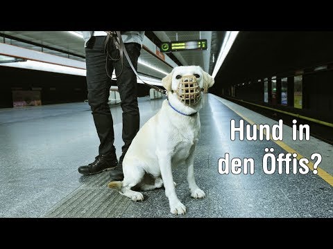 Video: Was zu tun ist, wenn Ihr Hund in seinem Schlaf pinkelt