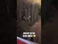 Fight and flight..