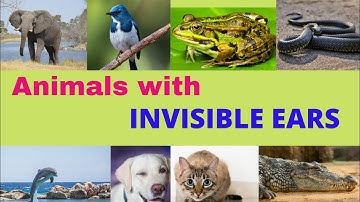 #animalfacts Animals with invisible ears | Ears of animals that cannot be seen |