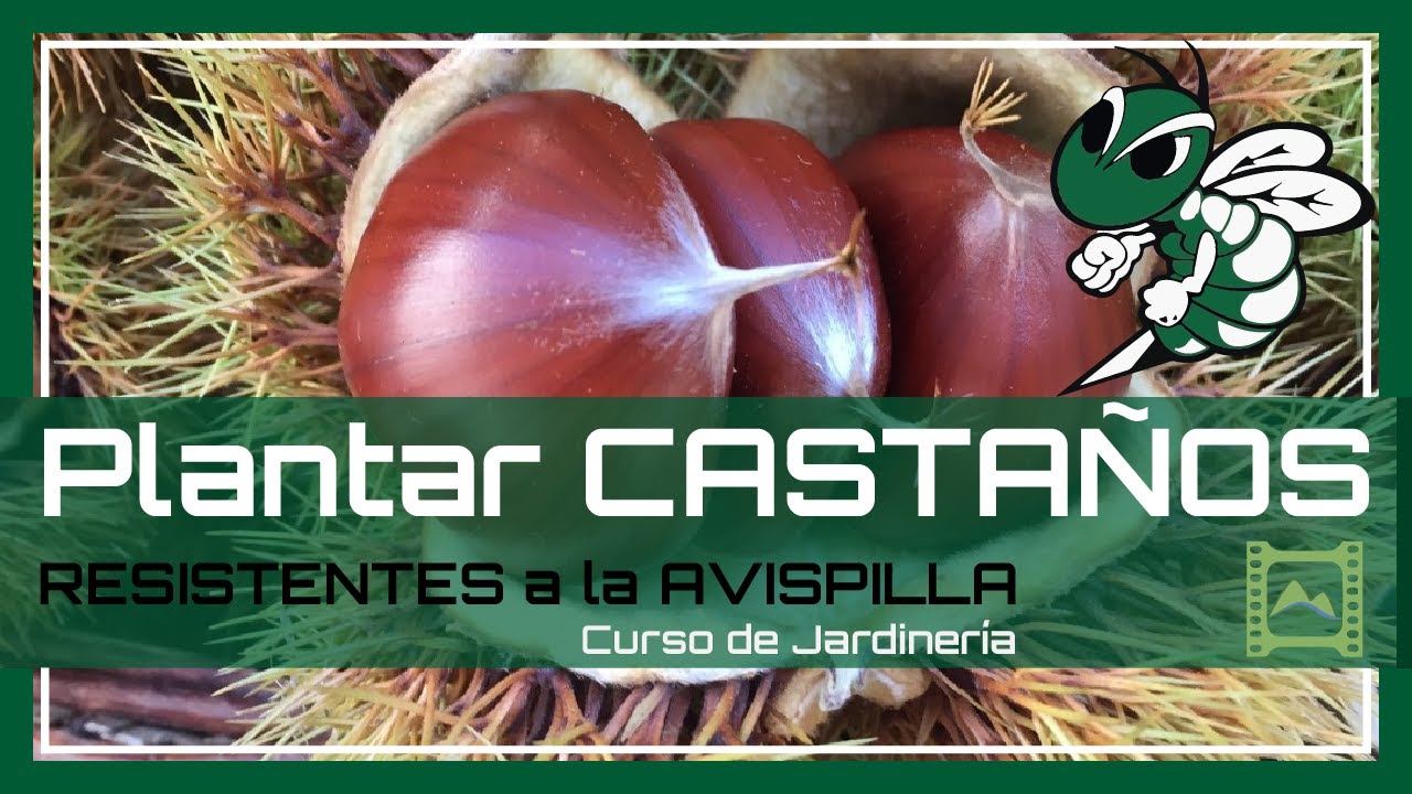 Cómo cultivar 🌰 CASTAÑAS 🌰 micorrizadas 🍄 RESISTENTES a PLAGAS 🐝 | LdN