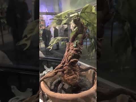 Harry Potter Studios short thumbnail