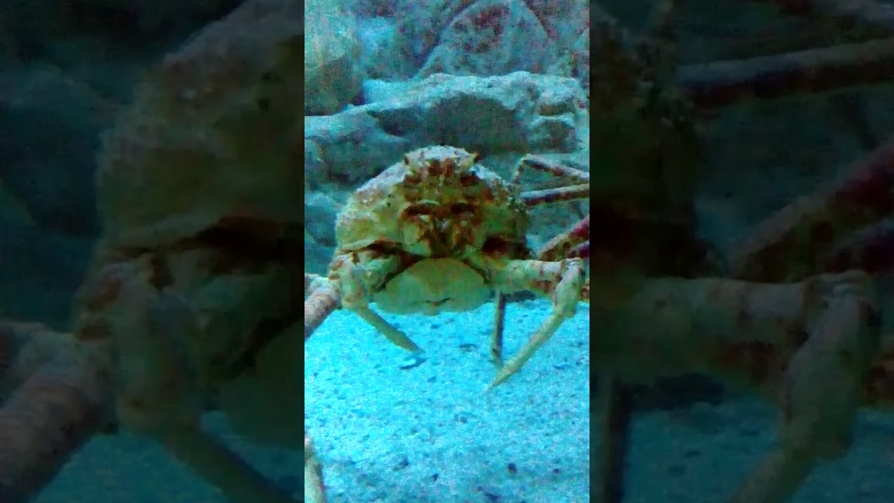 Tiger crab YouTube