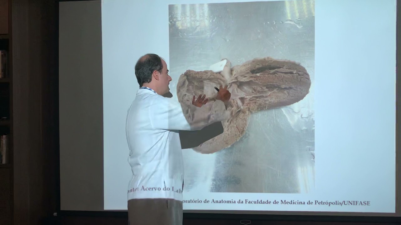 Topográfica e Seccional do Tórax e Abdome - Prática Demonstrativa