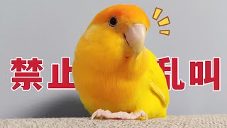 What to do if the parrot is too noisy? 4 tips to solve your troubles! 【Sun Su Nuan】